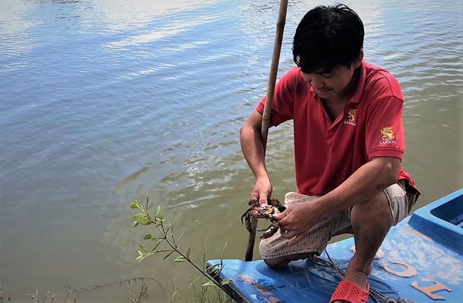 Người nuôi cua ở Cà Mau làm gì để hạn chế thiệt hại (28/3/2022)